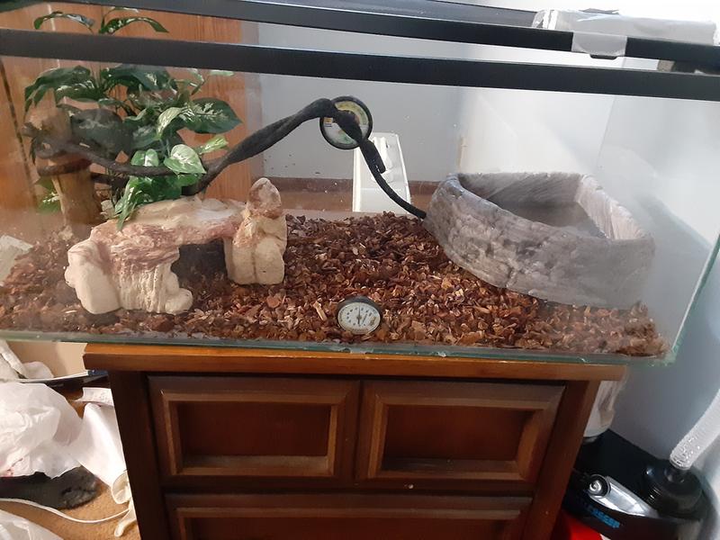 Just the setup before the snake was in and the fogger made a cloud in there lol