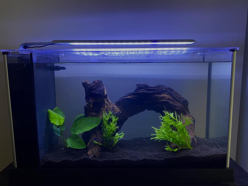 Fluval spec outlet v aquarium kit