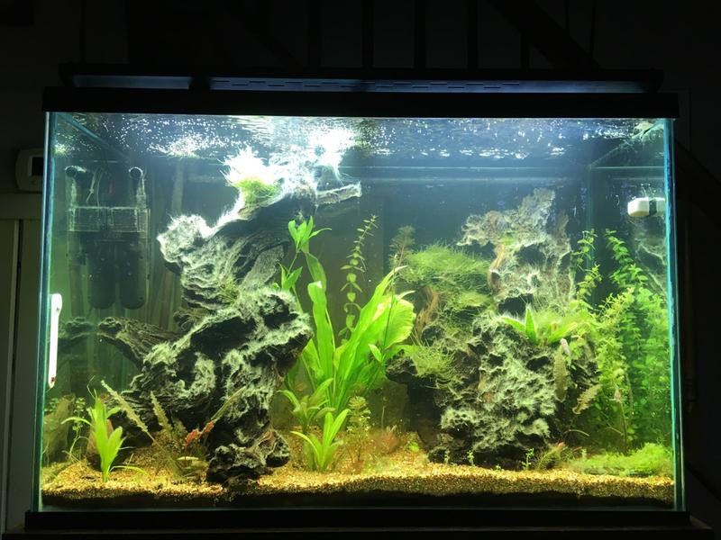 Amano Shrimp for Sale Order Amano Shrimp Online Petco