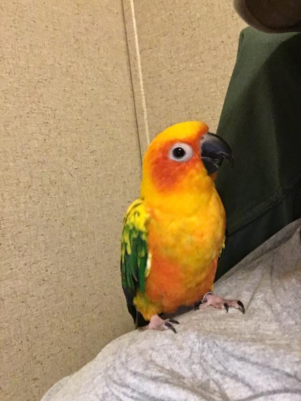 Petco sun conure outlet price