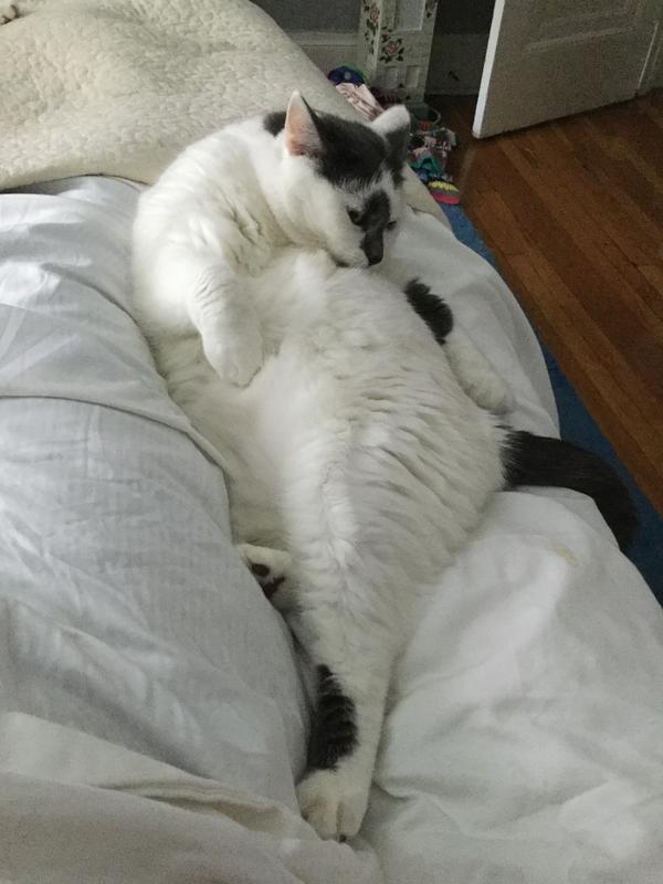 White cat staying white. Not easy in Oklahoma.