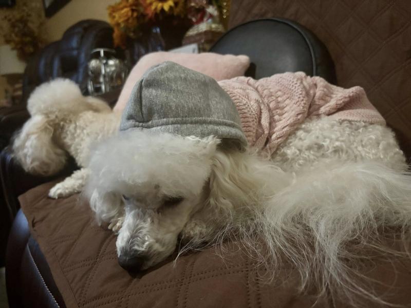 So cozy that Daisy slept on and off with her sweater as if it was a blanket.