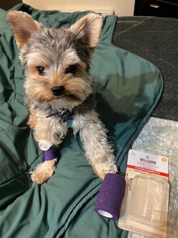 The flexible bandage is holding the gauze pad on the right paw.