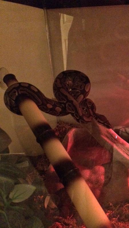 Bowl is under her, pulled away from the edge because she liked to lay between it and the glass