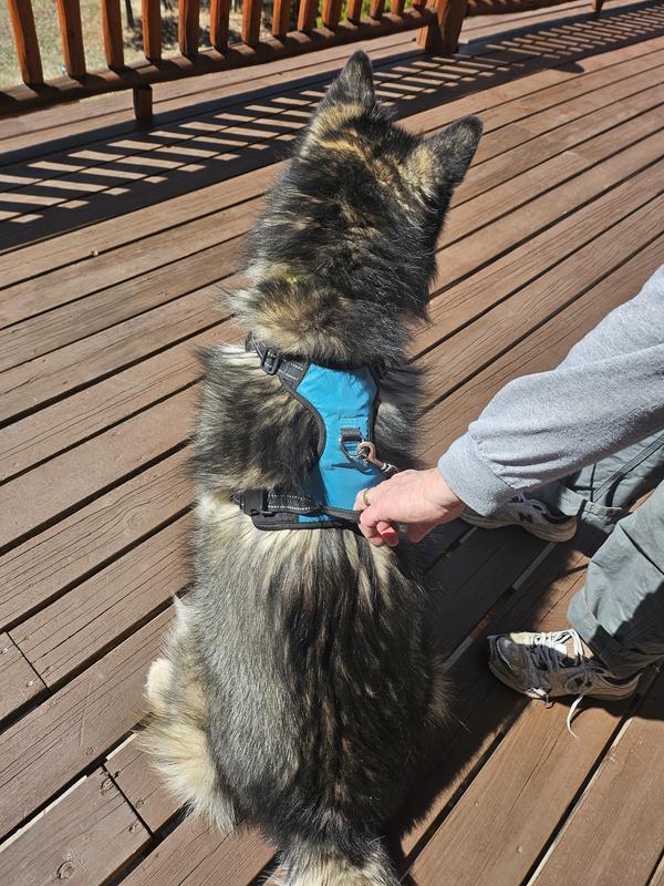 D-ring in the normal position and handle for unexpected moments when other animals run by, and your dog wants to go with them.
