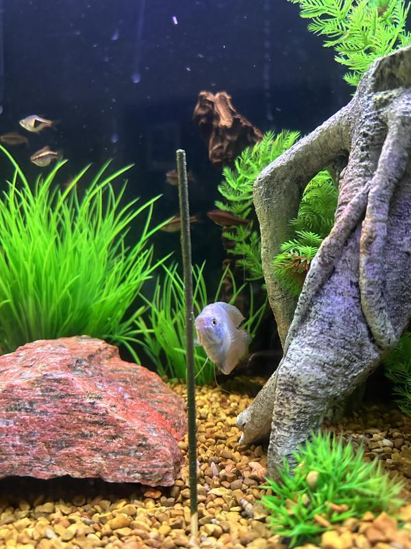 Mr. Gourami was guarding it, greedy boy.