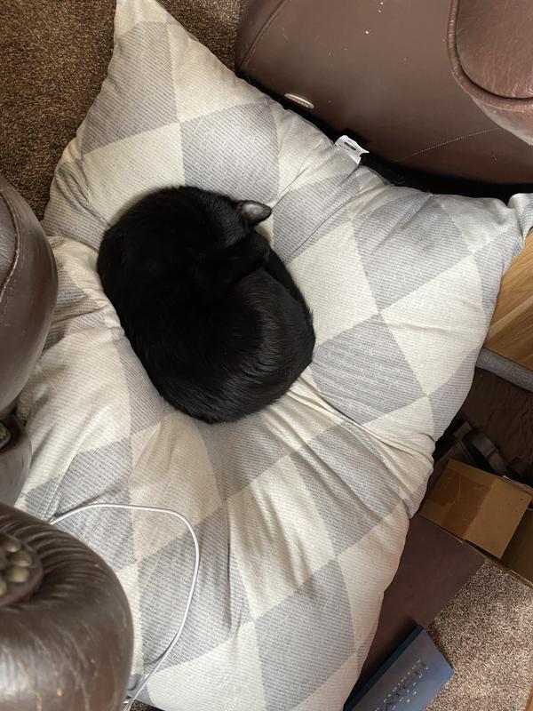 One of the kitties enjoys the bed