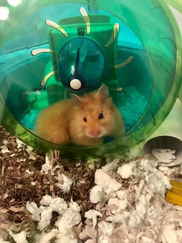 her old cage (I've since upgraded to a larger one) with the crinkle bedding mixed with the Carefresh