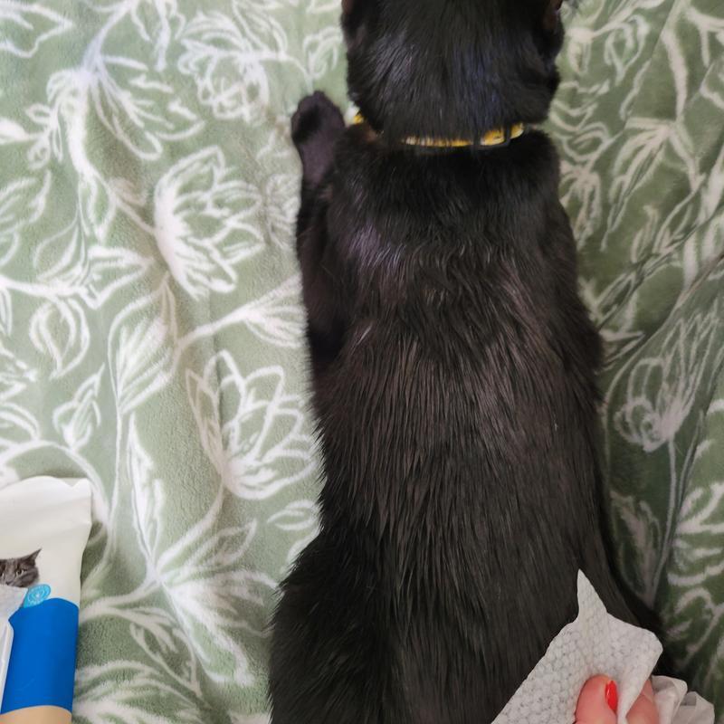 Cleans all the dust from his fur