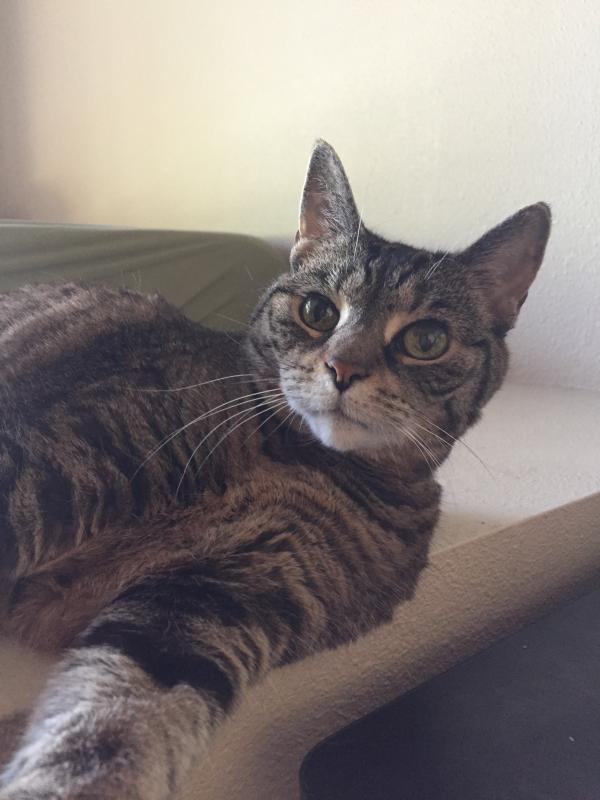 This heathen loves to claw things.