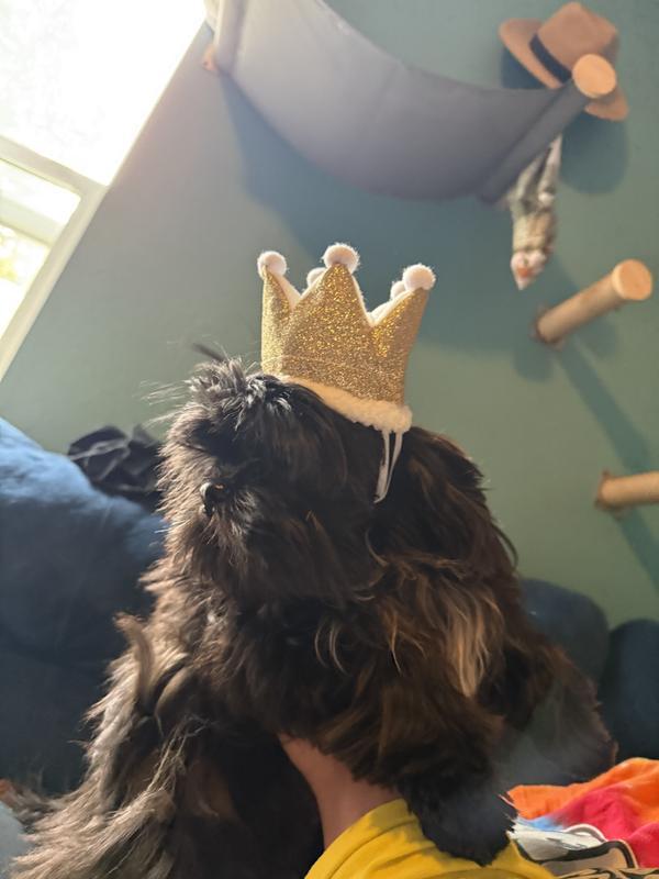 9 lb shihtzu