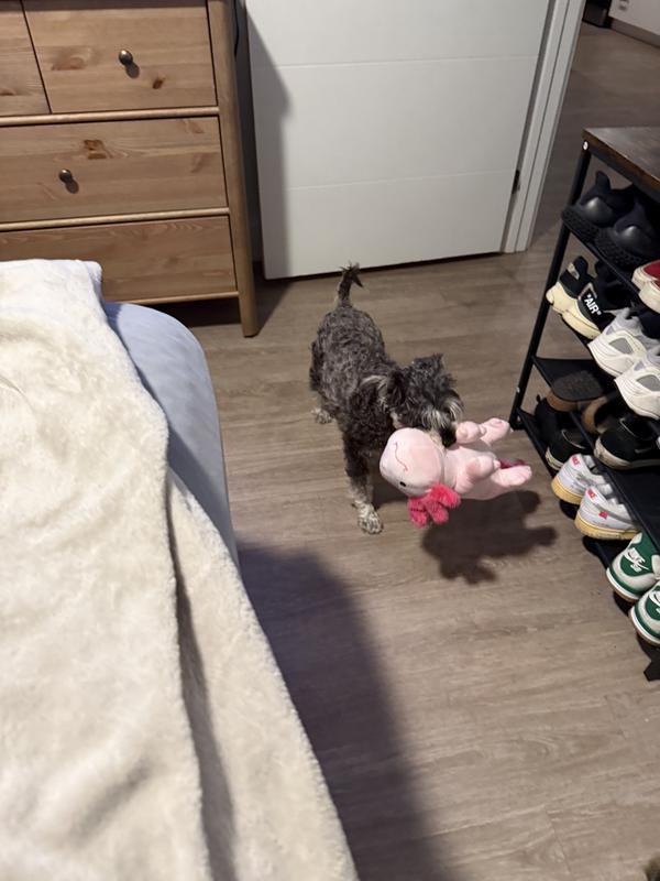 Toy