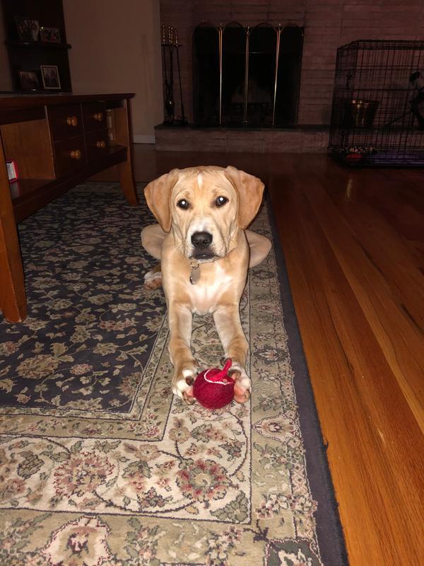 Not puppy proof