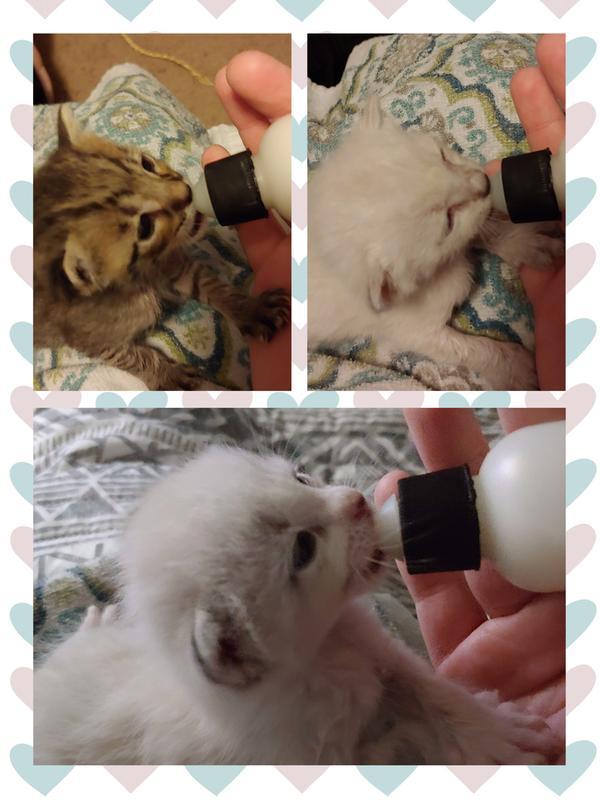 Feeding