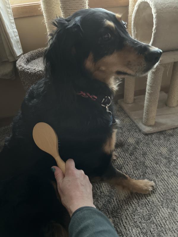 Dogs like this brush