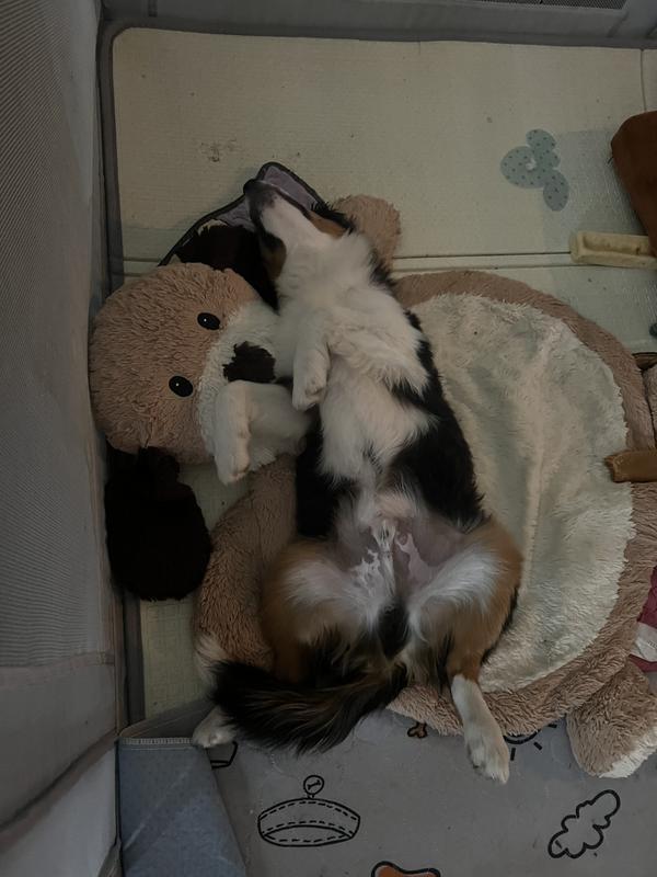 Tired after enjoying a treat