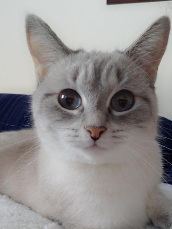 Happy kitty ^_^