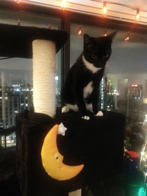 I added the moon toy for my Luna Moon Kitty.