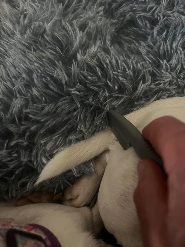 Checking her tail.