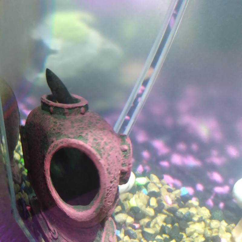 Peeking at her human friend