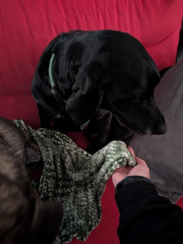 Photo - commentaire&nbsp;2.