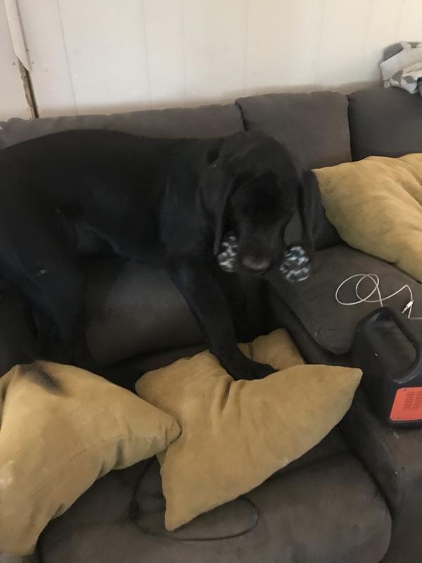 I was trying to play fetch but he wanted it to himself lol