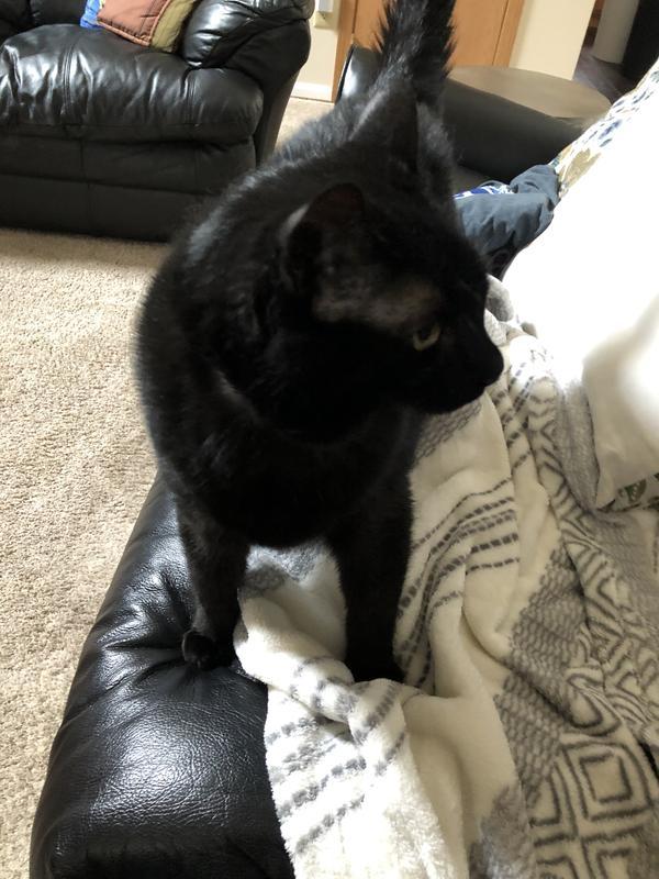 Nala and her new blanket