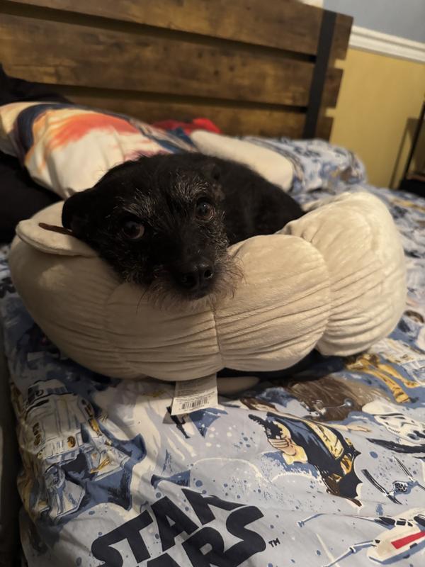 He’s mastered the puppy dog look in his new bed.