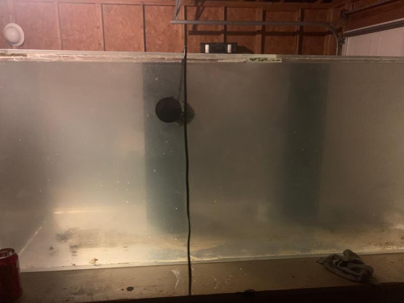 The alge, I have to polish the tank
