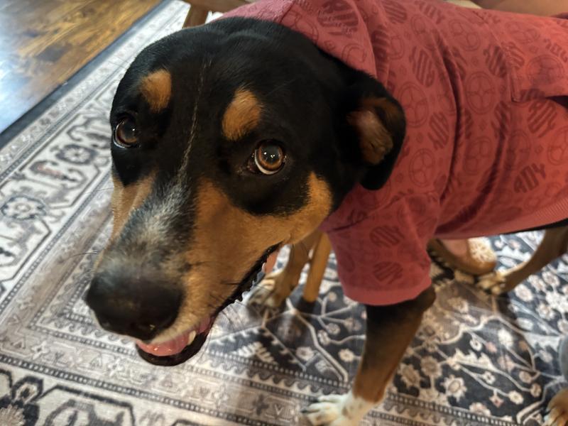 Small sweater on dog
