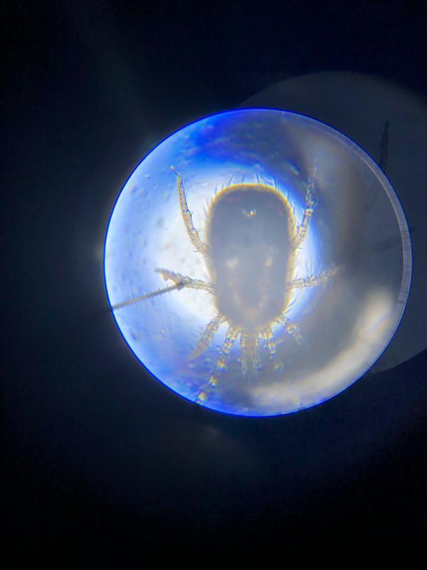 This is what was crawling around in the other big box store bag. At first I thought I was seeing things. Saw one on an aspen shaving and chucked it under my microscope. Charming. Thanks Petco for not ever doing this to me or my birds.