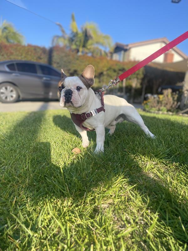Future model