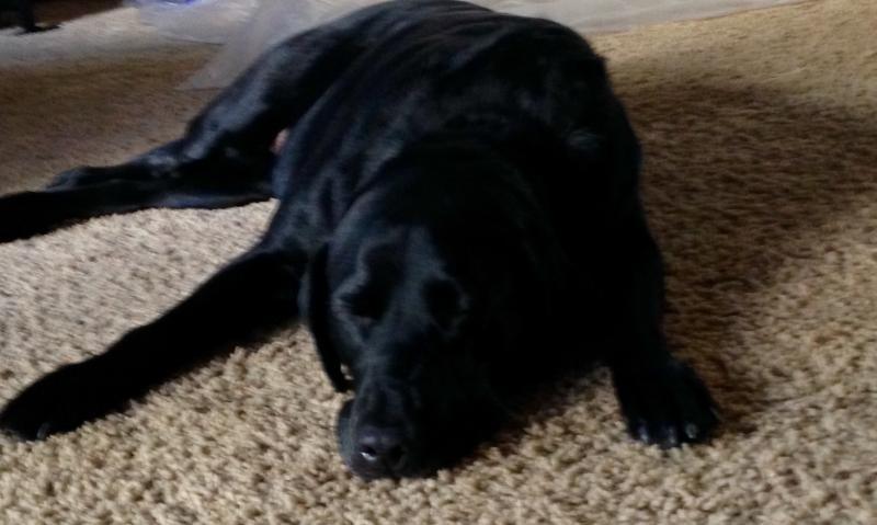 Relaxing after my yummy cow ear!!!