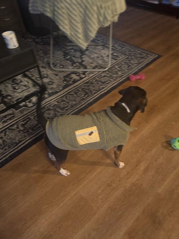 our pup in his sweater ready for his walk