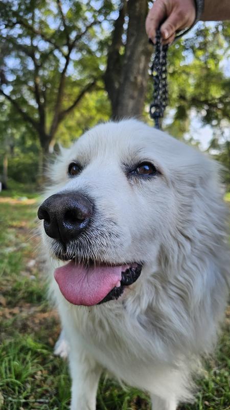 Ghost loves his new leash