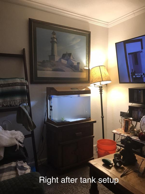 Right after tank setup