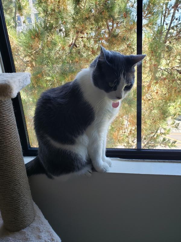 Dusty with cat tree and window view to his left