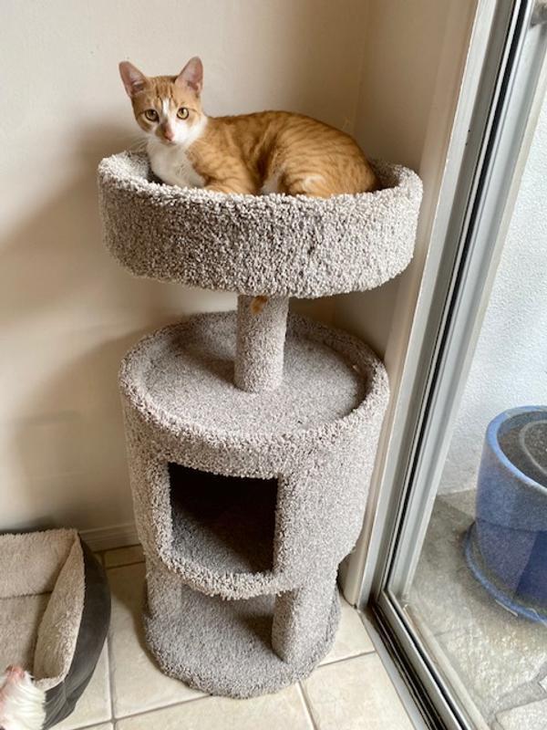 Kei condo｜ピッチャー EveryYay Lookout Loft 3-level Cat Tree with Condo for Large