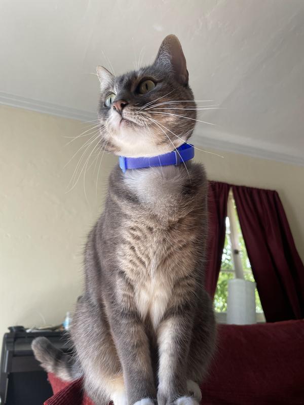 You can see how "squarely" the collar fits on cat's neck
