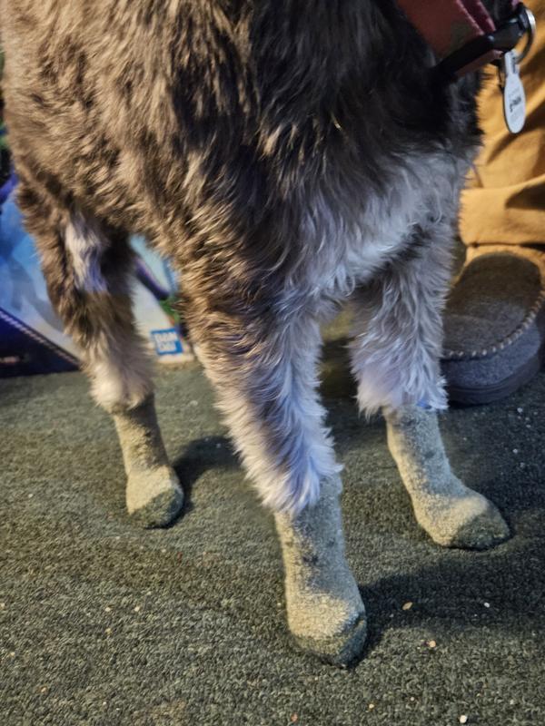 Puppy with Socks