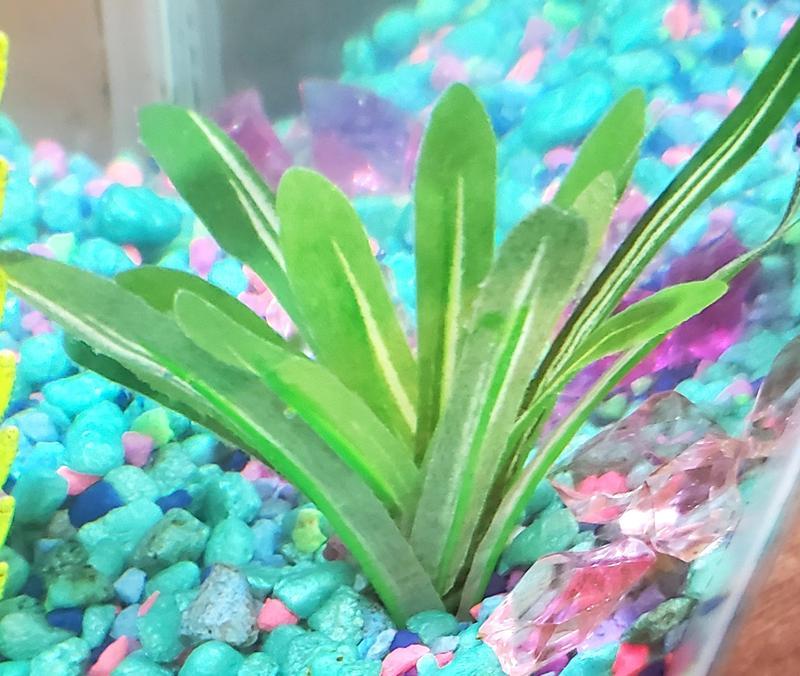 I wish I was a little bit taller. Wish I was a ba... wait... umm could be awesome as a floating plant.