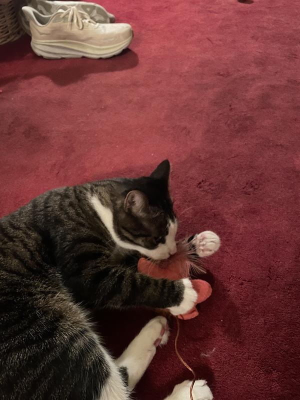 Jax my cat loving his new toy!