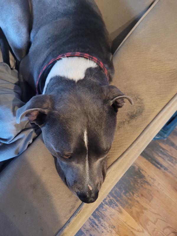 My new collar