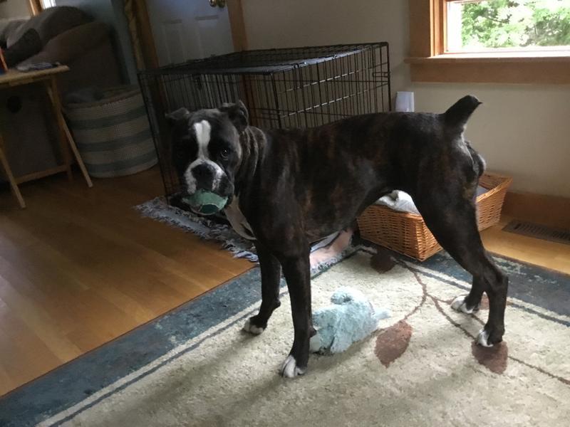 Loves her ball