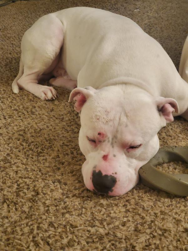 The dog asleep after his well made breakfast