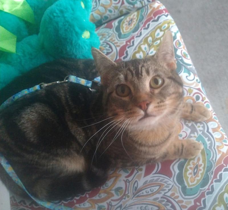 Francis Kitty loves going outside with his new Harness and leash!
