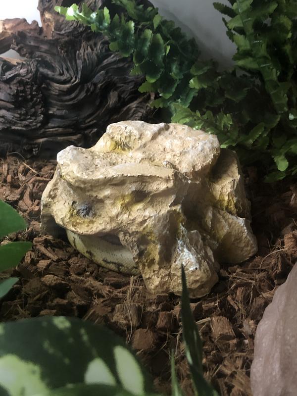 Perfect for my juvenile ball python