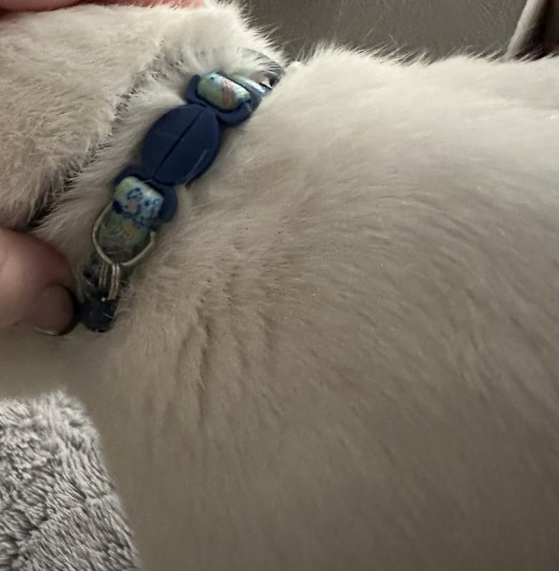 Close up of the collar