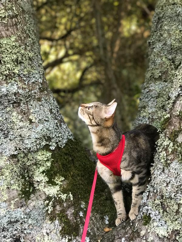 Exploring made possible by my red harness & leash