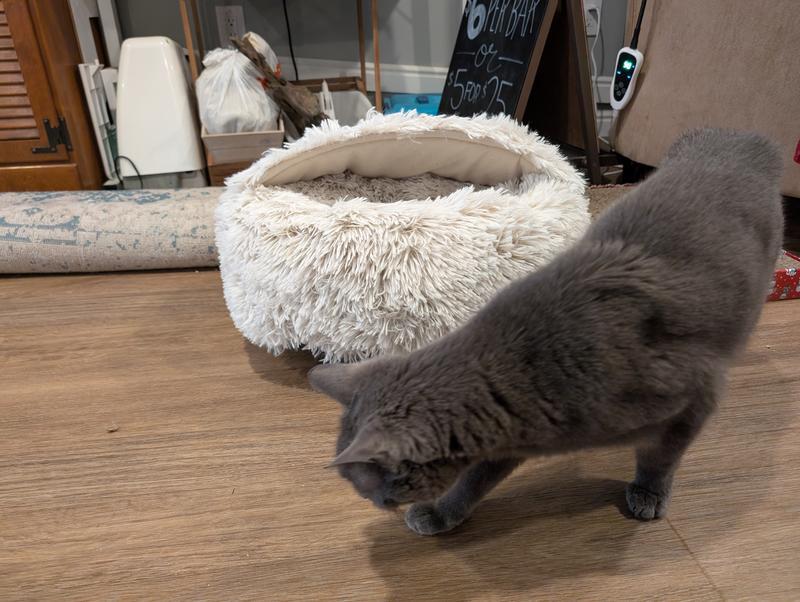 One of my cats next to it, to give an idea of its size